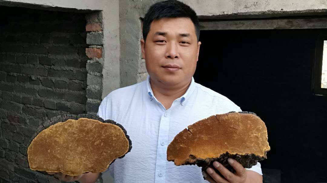 都知道桑黄好怎么吃才能发挥最大的功效呢