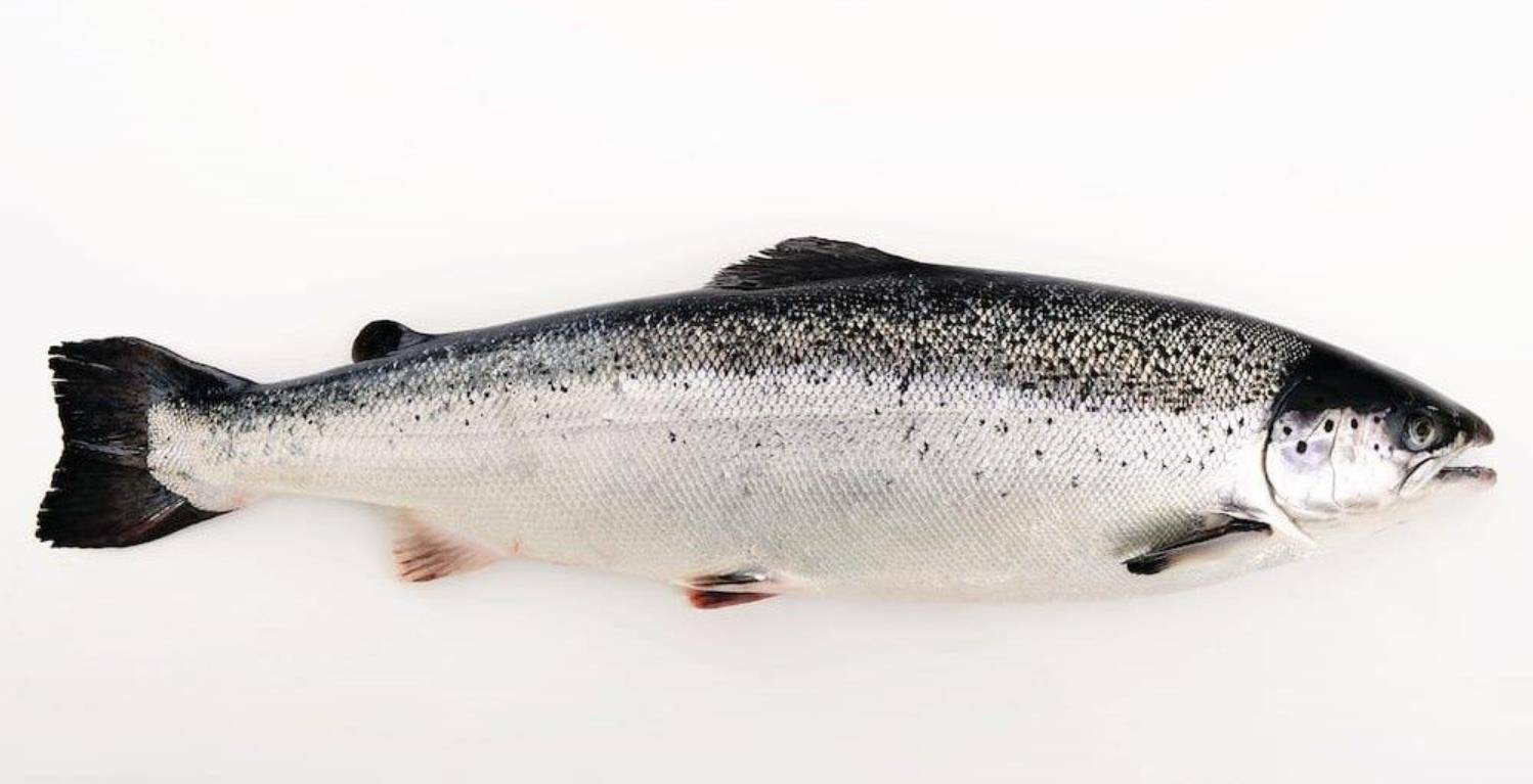 中国三文鱼的主要进口国家,挪威,智利,法罗群岛,冰岛等国家和地区也