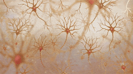 要像绘制线虫神经接线图一样绘制人类脑图,必须借助纳米级分辨率的