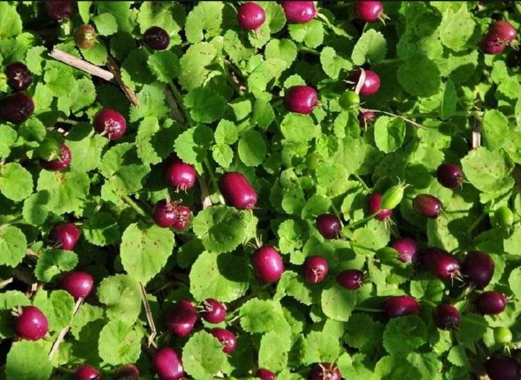 农村一类不起眼的"地茄子",被人践踏看不上,却不知用途很多