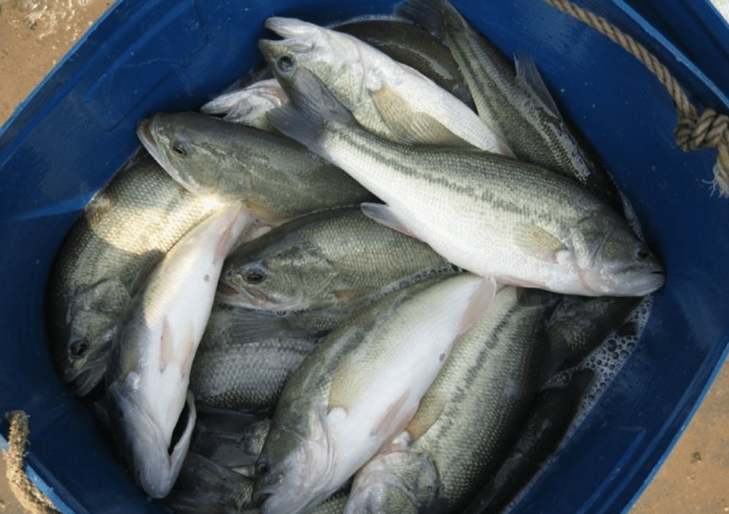 广东深圳,惠阳,佛山等地于1983年引进加州鲈鱼苗,并于1985年相继人工