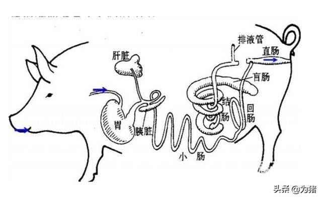 保育猪阶段疾病防控的黄金规则,从内到外做好三个强化_手机搜狐网