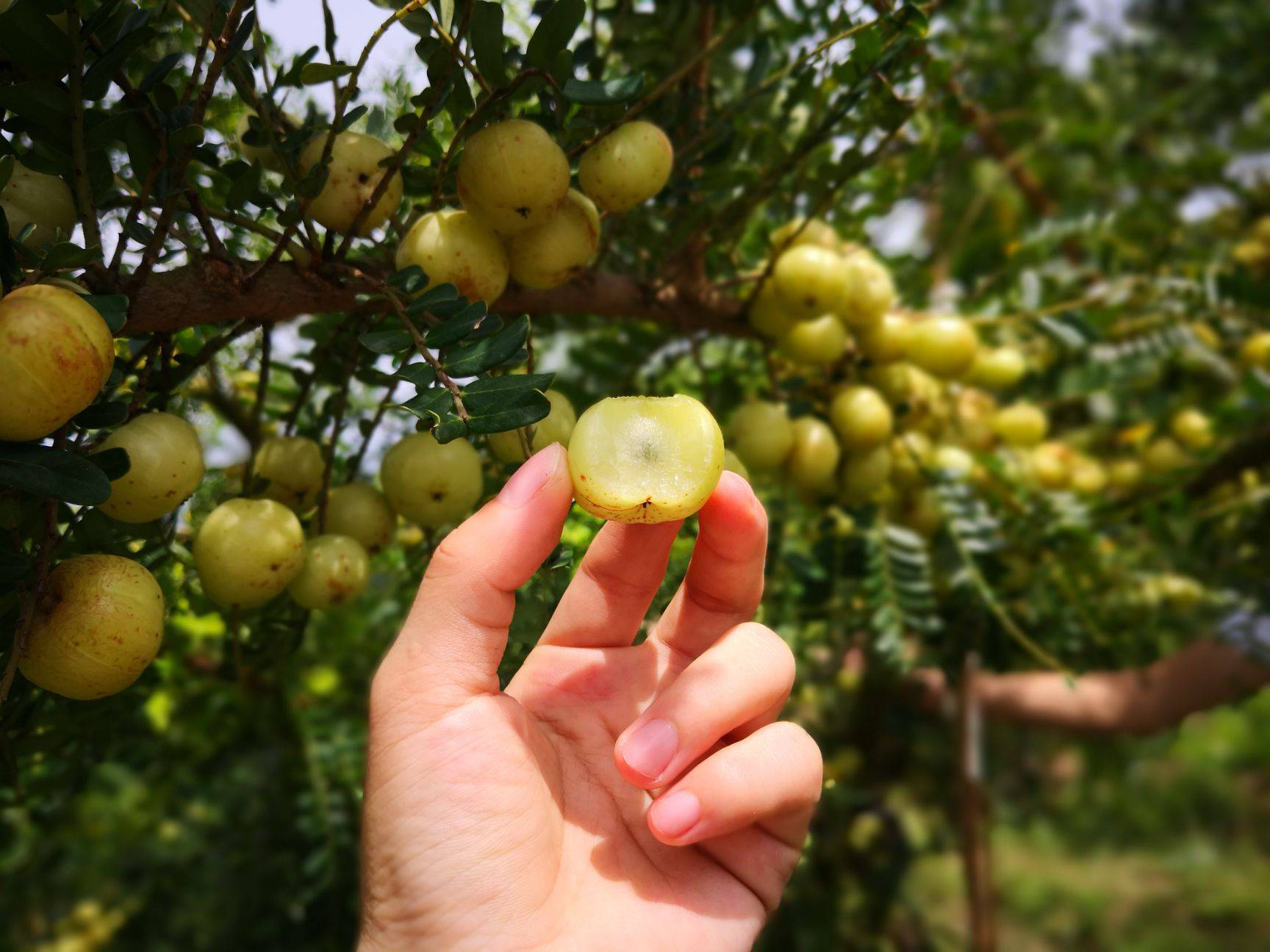 这野果又酸又苦,维c却是猕猴桃5倍,被誉为真正的"野果之王"