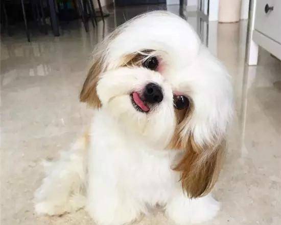 可爱!体型最小的9种狗狗,第一种可装进口袋