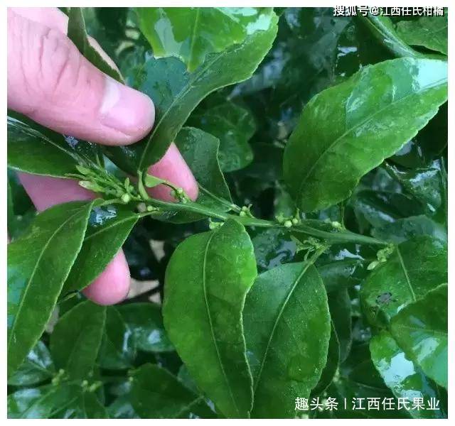 都说柑橘花芽分化非常重要,你真懂花芽分化的重要性?专业分析