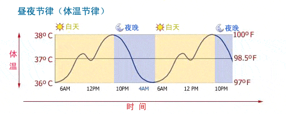 正常体温24小时曲线图片