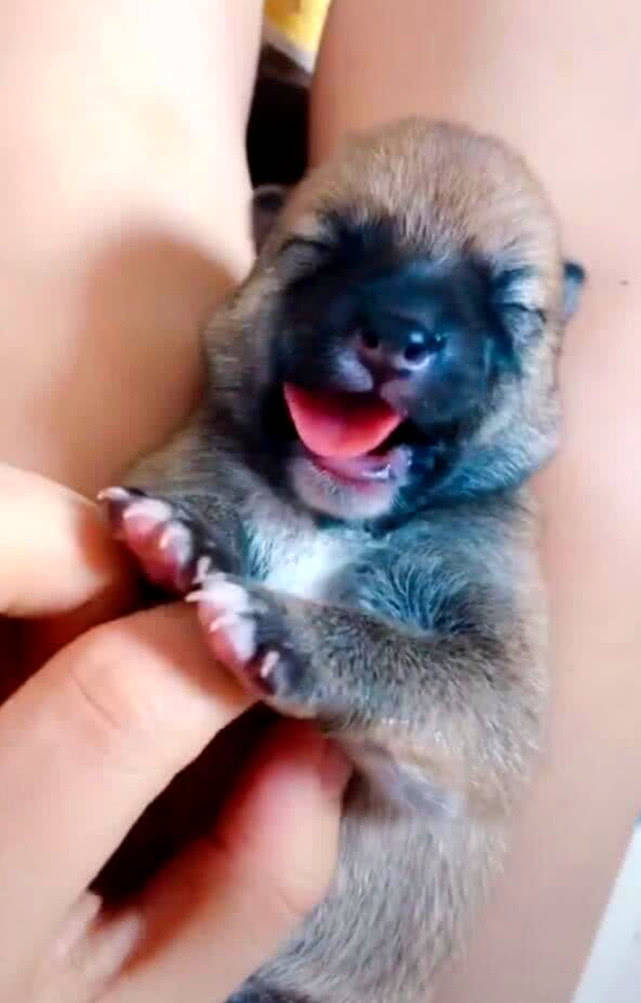 原创小奶狗刚出生没几天,主人整天抱怀里,挠痒后被小模样萌出血了