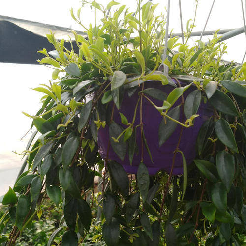 想要养好柳叶吊兰,做好这几点就够了!