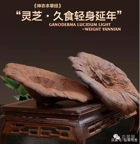 灵芝食用时的须知禁忌