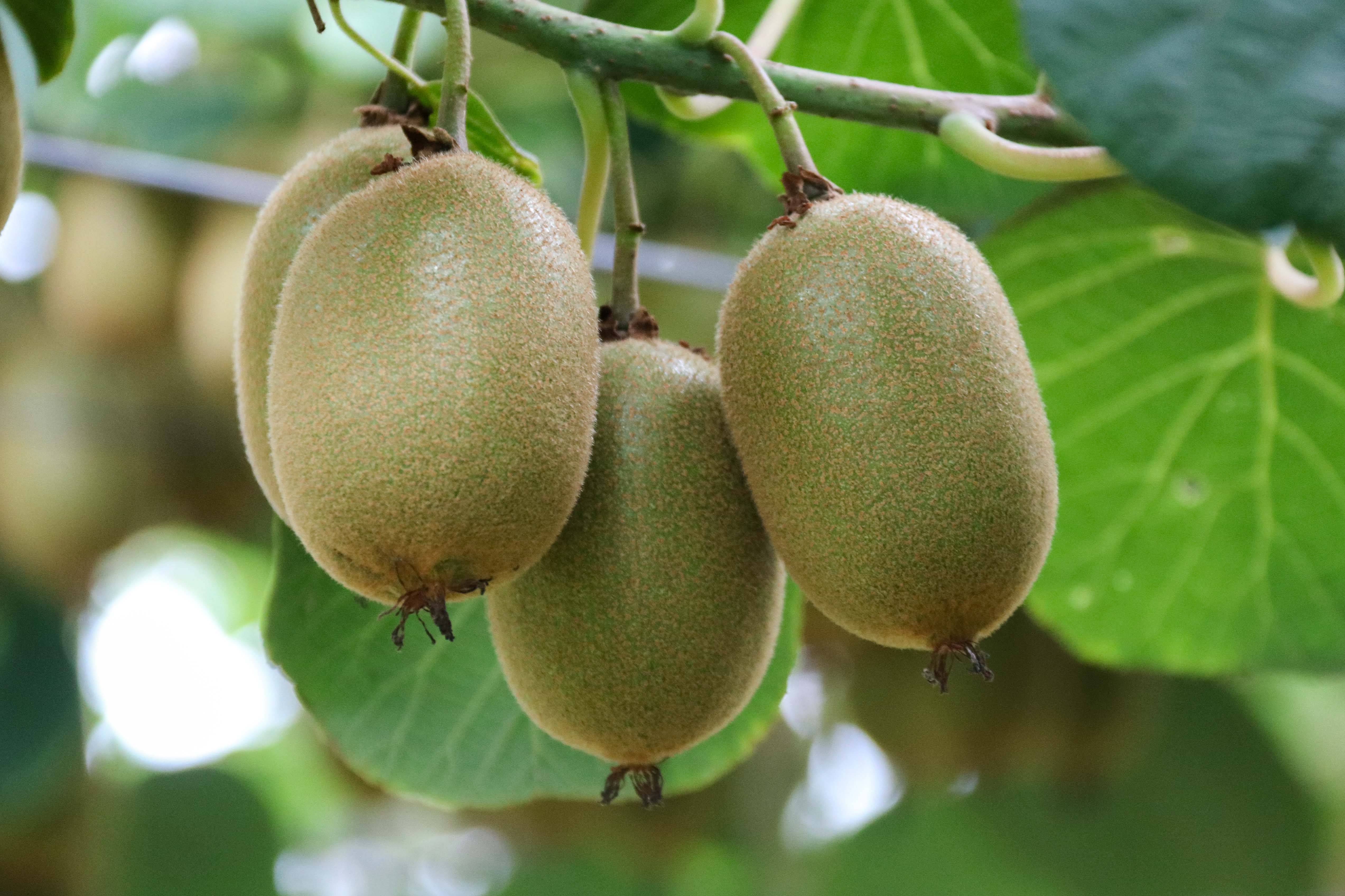 佳忆德猕猴桃生长记录第06期丨近期一直下雨,各品种变化不大