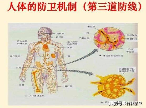 人体第三道防线图解图片