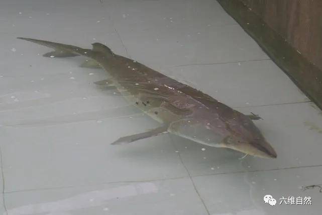 原创黑河一渔民误捕一条大鳇鱼,重约300斤,长约3米的达氏鳇!