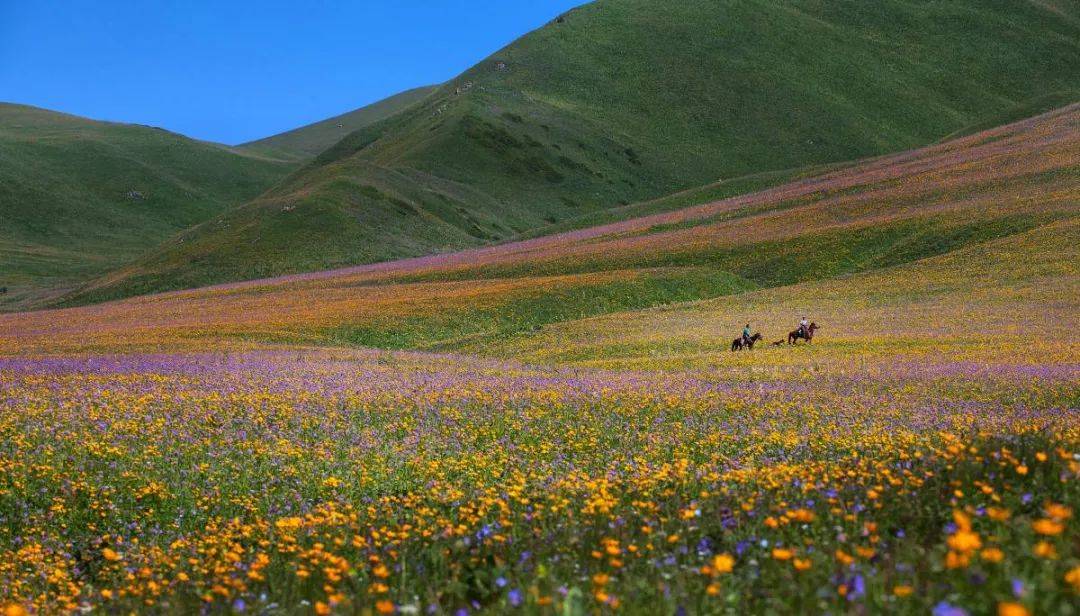 在日本富士山下赏樱既视感还有雪山花海的绝妙组合最全川西花季时间表