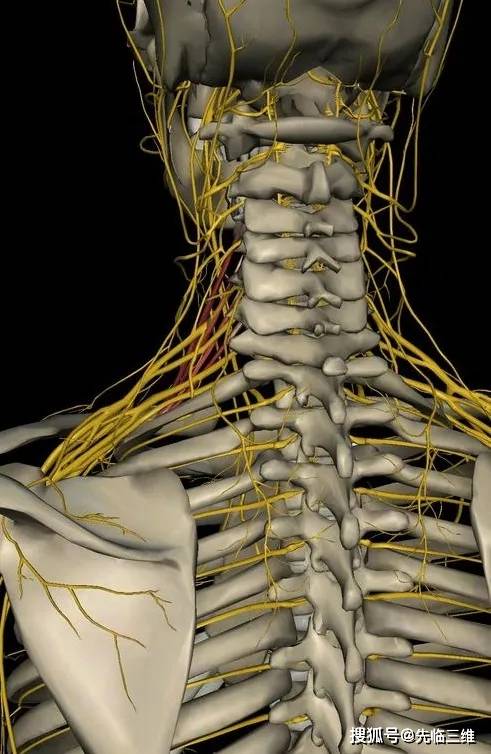 颈部神经根支配区域图图片