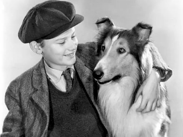 原创流浪猫鲍勃的网红橘猫去世了和它一样拯救人生的萌宠们真好哭又