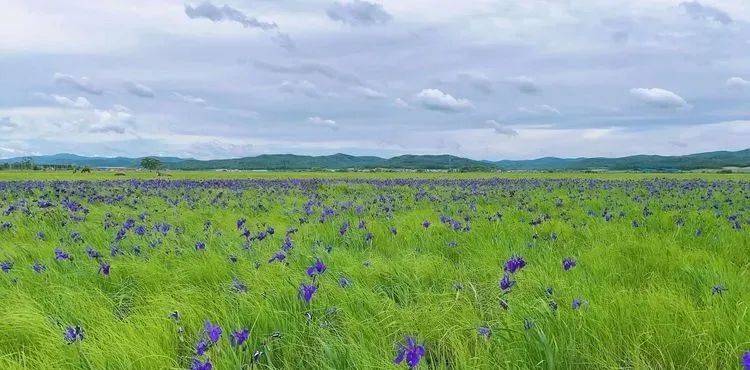 內蒙古大草原?no no no 這裡是長白山森工大石頭亞光湖溼地公園