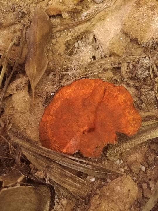 朿品牌灵芝养肝护肝好帮手,增强免疫力少不了