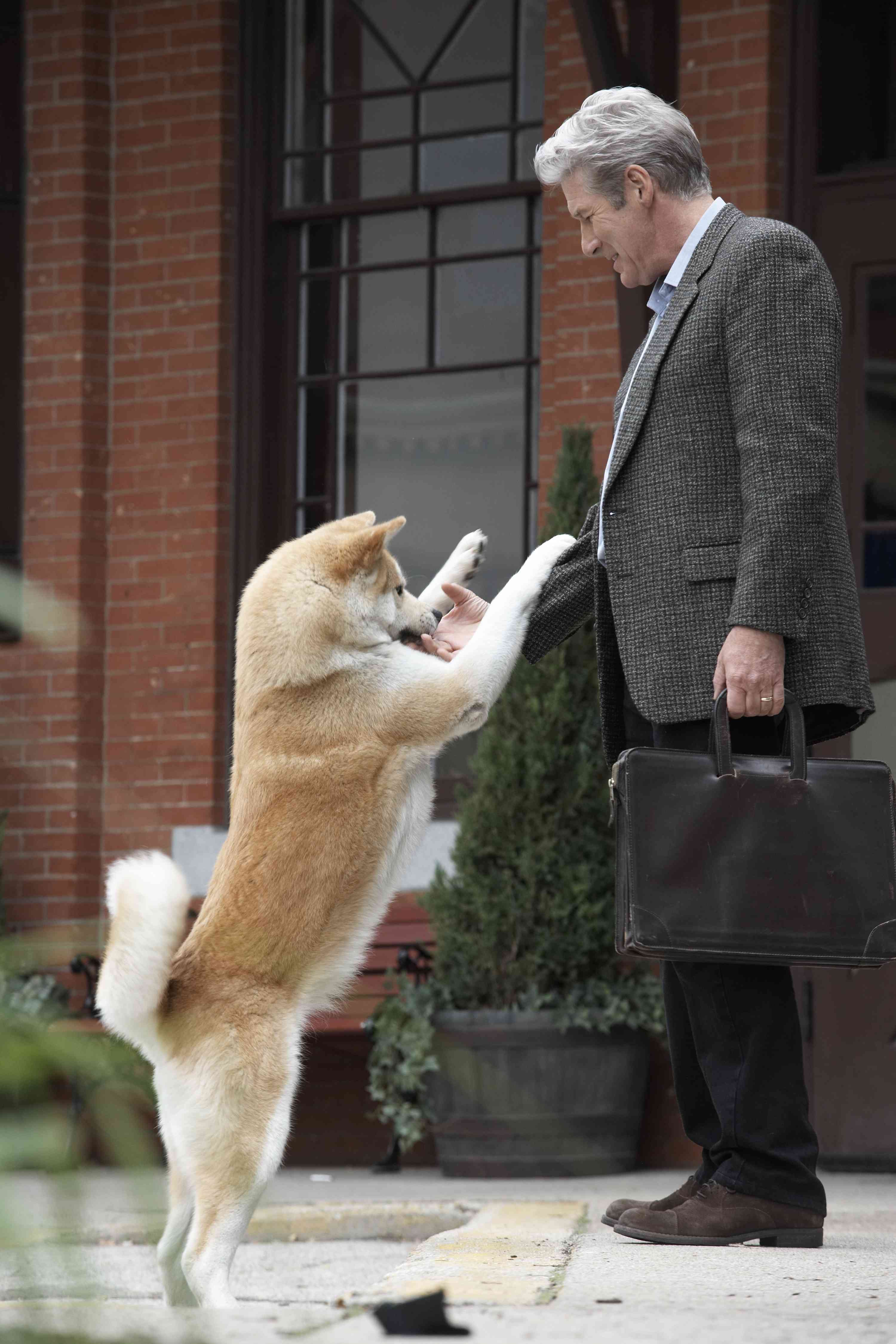 忠犬八公是什么狗图片