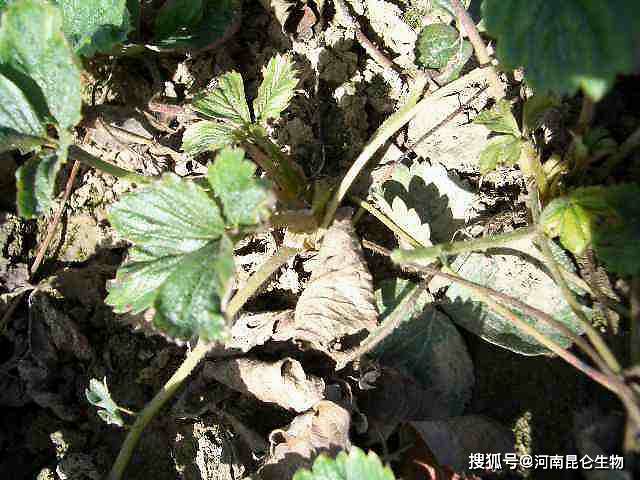 草莓根结线虫怎么用药?草莓根结线虫怎样防冶?草莓根结线虫防治方法!_