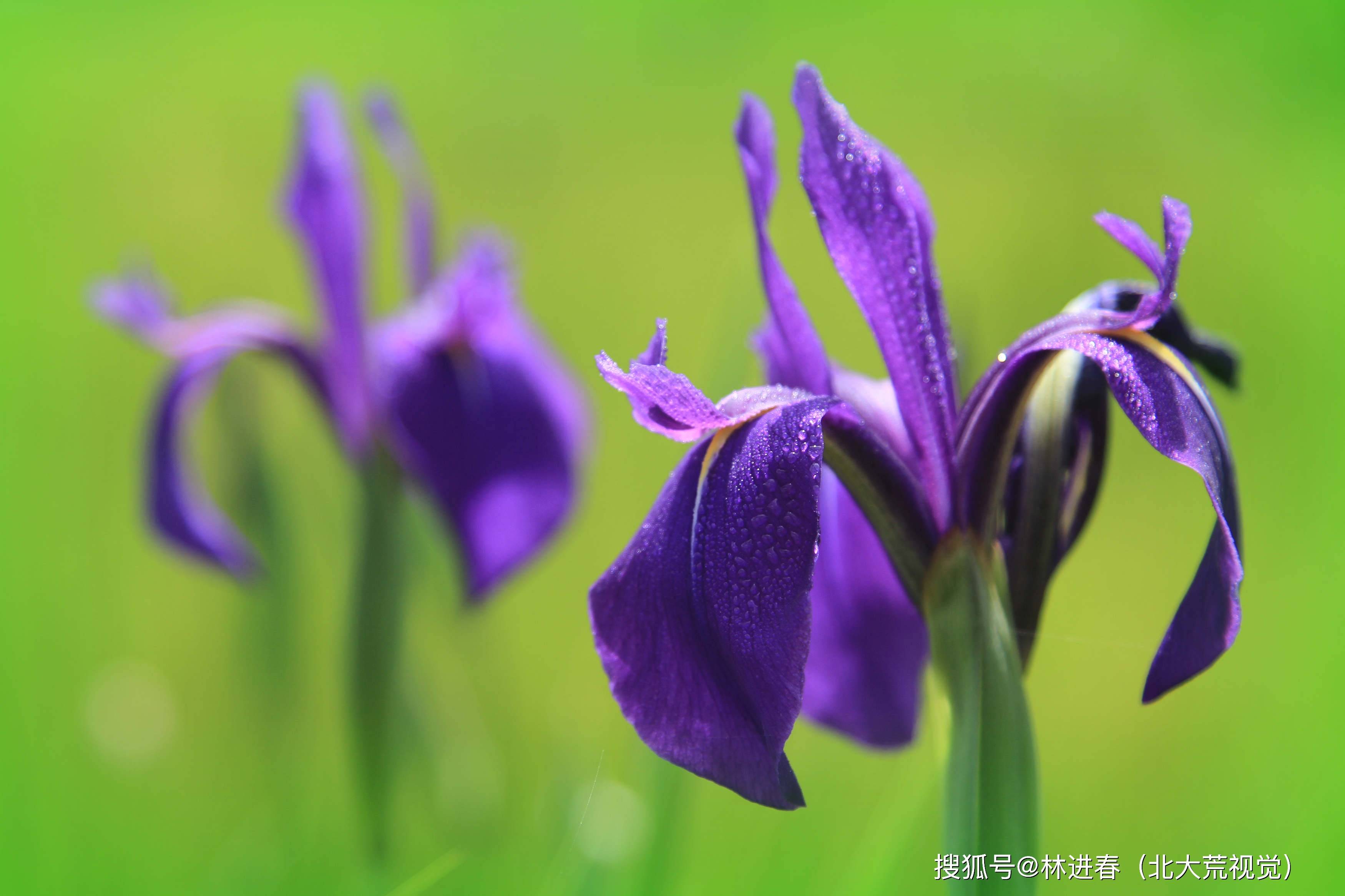 北大荒鸢尾花上帝遗失调色板人间精灵花仙子