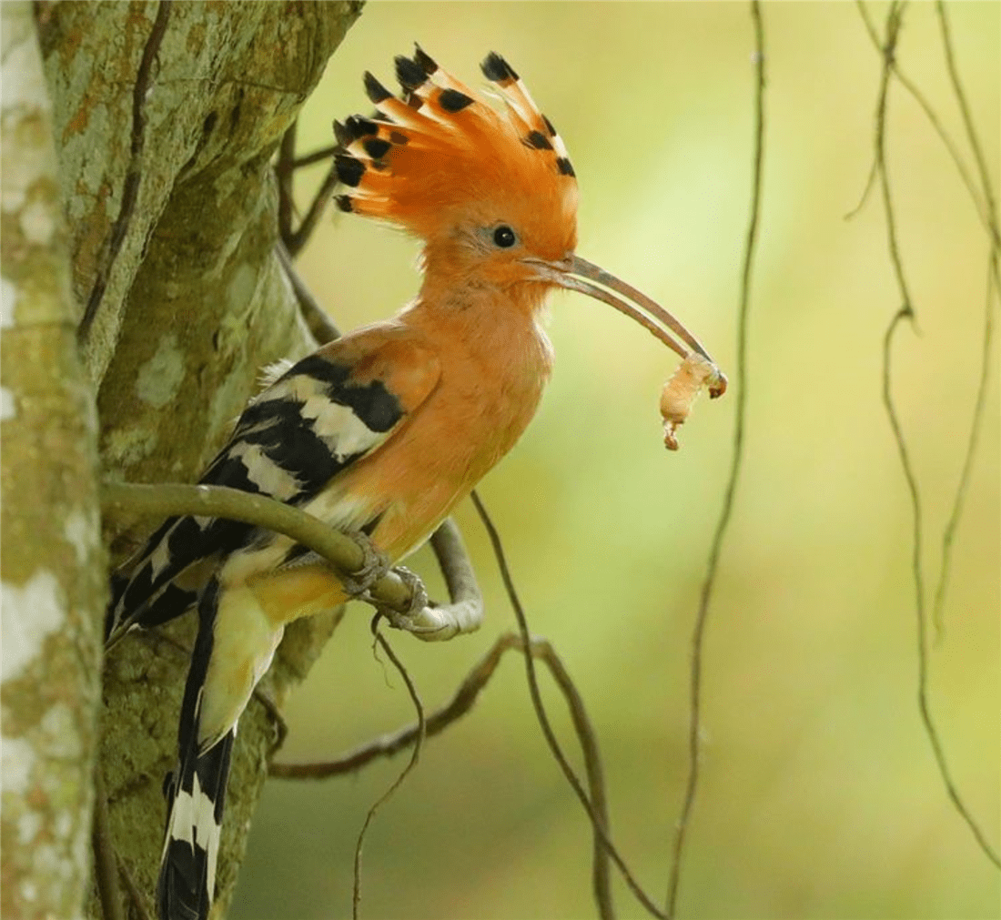 原创神农架发现一对山和尚在吵架雄鸟怪雌鸟不在家孵卵不给它虫吃