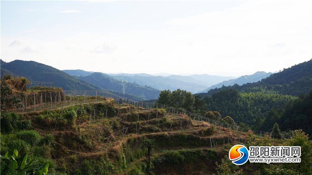 多逸寨村"黑老虎"种植基地一角面积100亩的"黑老虎"种植基地是村里