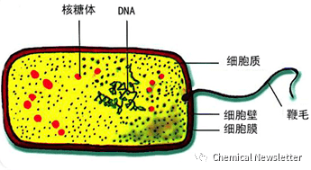 细菌结构人体内存在数以万计的细菌