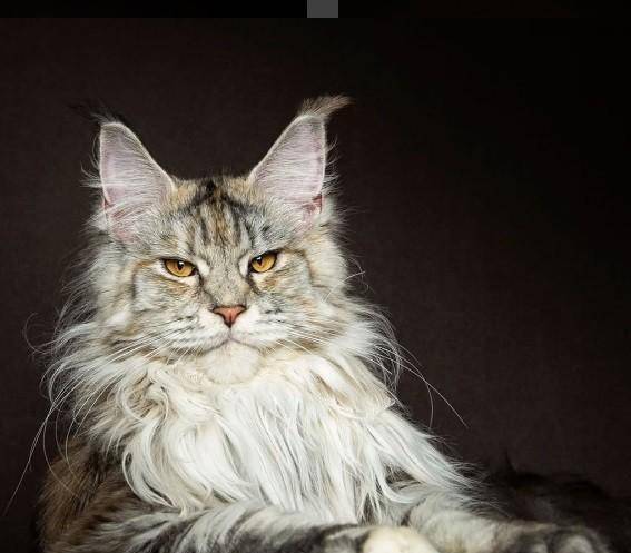 原创缅因猫外表威风凛凛像个酷仔原来还有这样的一面