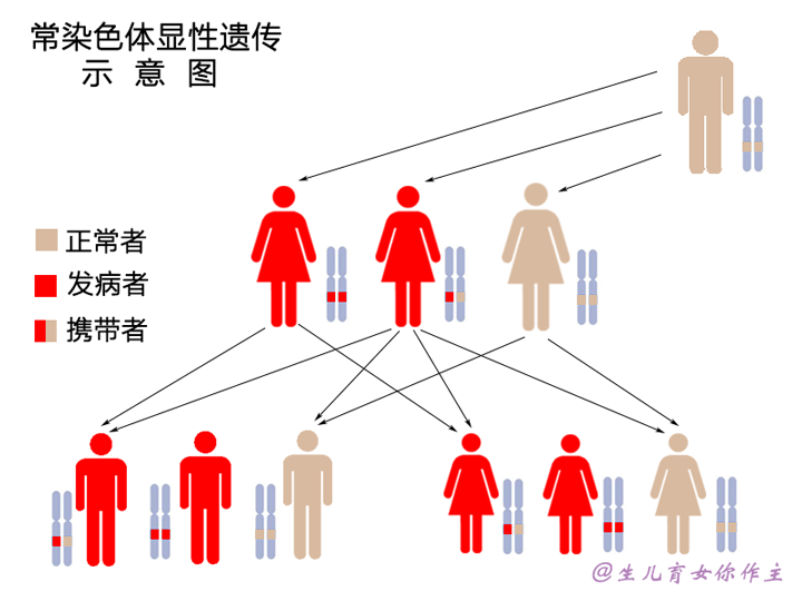 常染色体显性遗传图谱图片