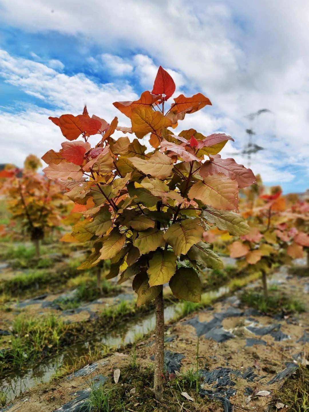 企业荣誉彩红杨获得国家植物新品种权证书【品种权号:20150163】彩红