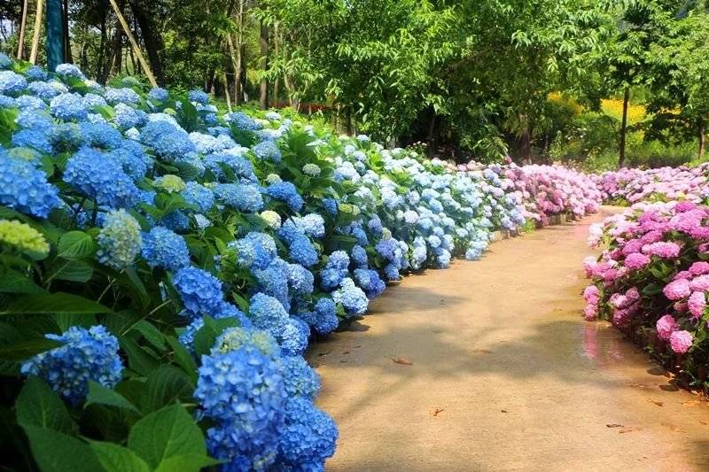 这片满山遍野的绣球花海,美美美美极了!距离常州主城仅需1h!