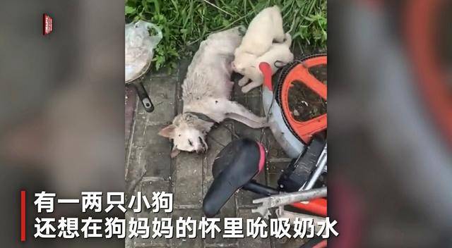 小狗趴在妈妈怀中吸奶水网友得知真相后心碎了