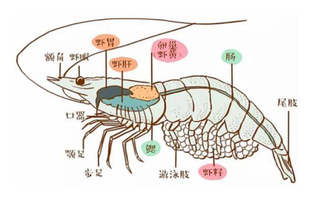 其实大虾和普通小龙虾的基本构造相同,大虾的背部正中央有一条黑线
