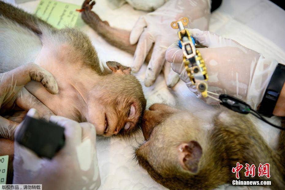 泰国给猴子做绝育手术控制其数量