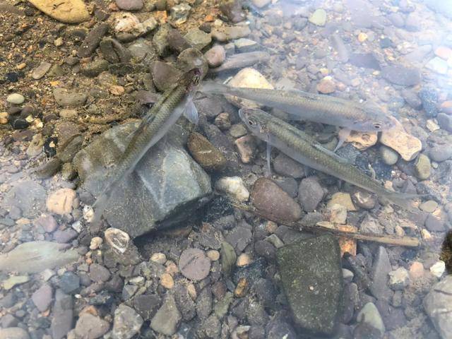 禁渔三年,茅台镇赤水河有了不一样的新变化