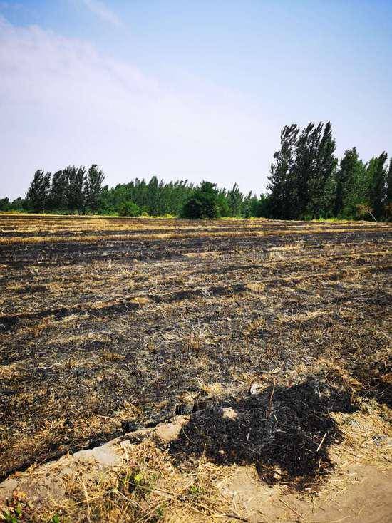 滨州阳信县20亩麦田秸秆被烧新种玉米需重播