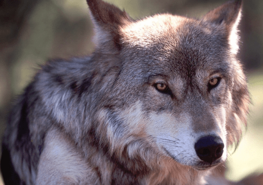 短篇小说狼的复仇