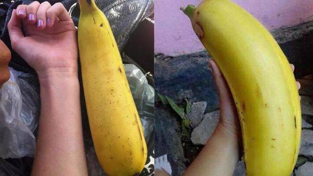 世界最大的香蕉,长30厘米,重达2公斤,游客:吃一天都吃不完!