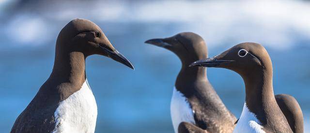 如果企鹅真的来到北极,北极熊一定不会放过企鹅这种美味的,大海雀就是