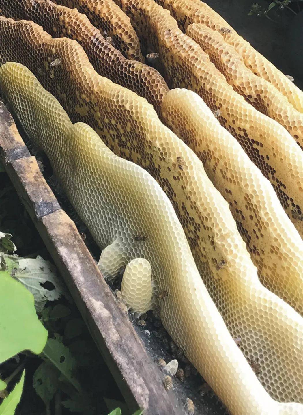 陡崖上的古老圆木桶放养,使用圆木对半分开,掏空,让蜜蜂自行进入筑巢