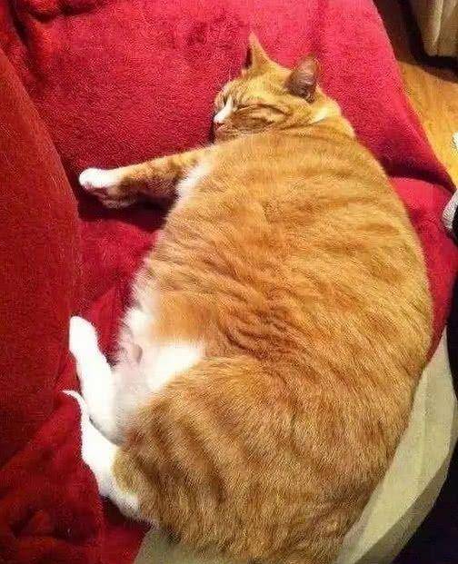 猫越来越胖图片