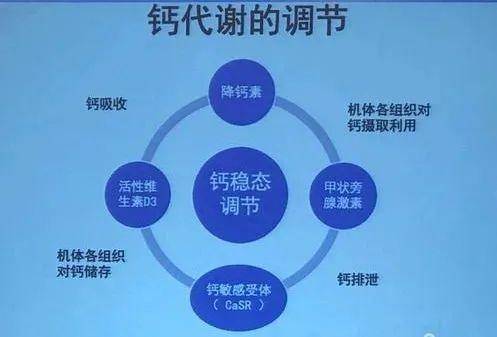 真的缺钙吗人体如何调节钙代谢平衡的3种因素影响钙的吸收