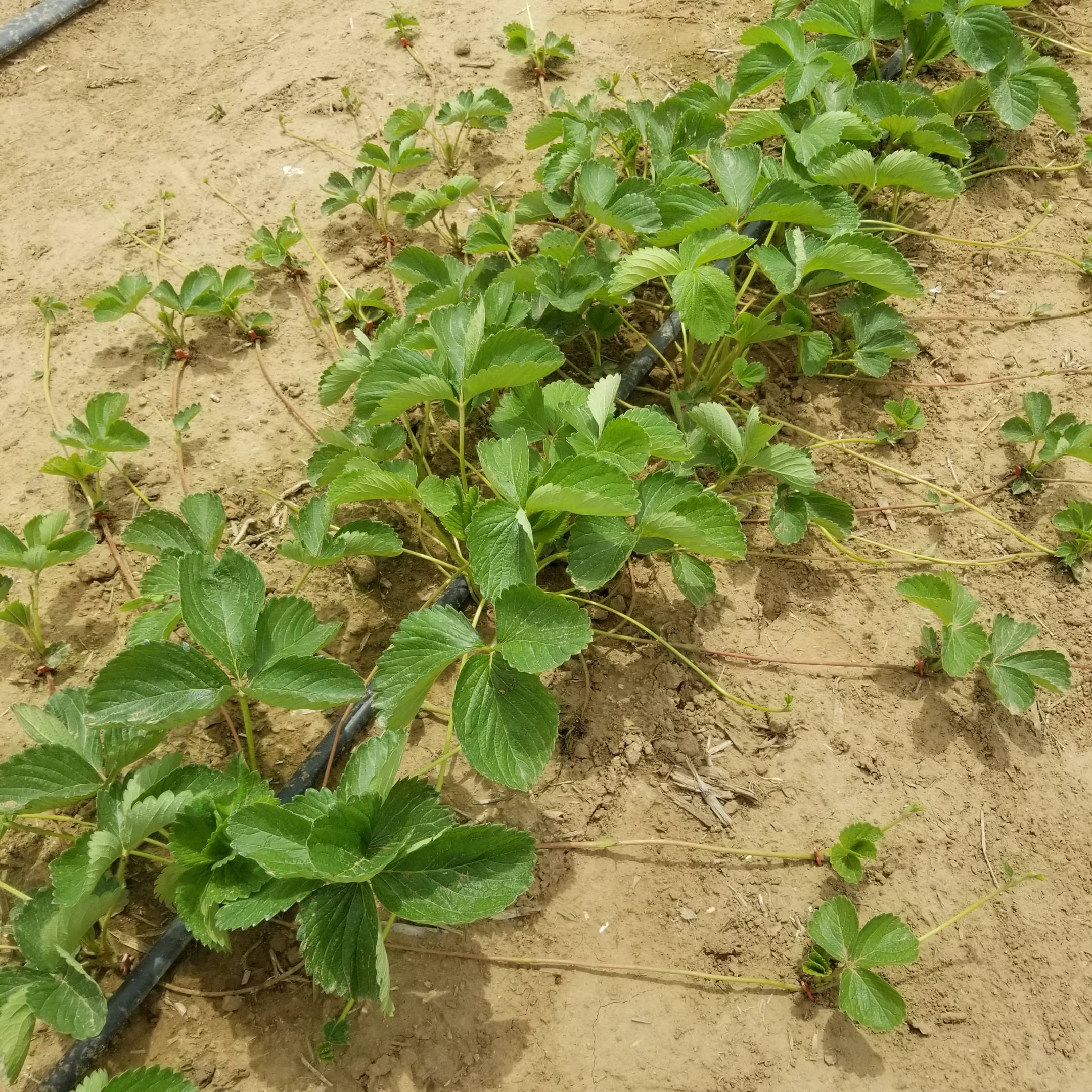 白雪公主草莓苗 淡雪草莓苗 丰香草莓苗