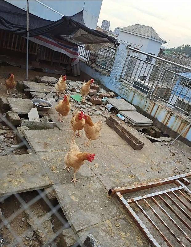 原创小区楼顶养鸡,楼下住户苦不堪言,业主;不敢开窗户