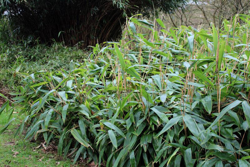 广东箬竹,湖南箬竹等,广泛分布于长江以南地区,是最常见的粽叶类型