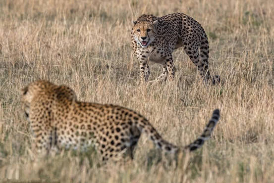 花豹和猎豹生死搏杀,猎豹因近身搏击棋差一招,最后惨被一招绝杀