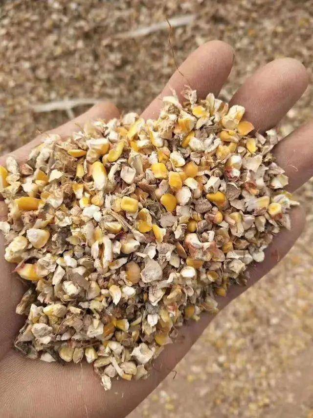 玉米碎直接喂鸡,看似节粮实则隐患很大_饲料