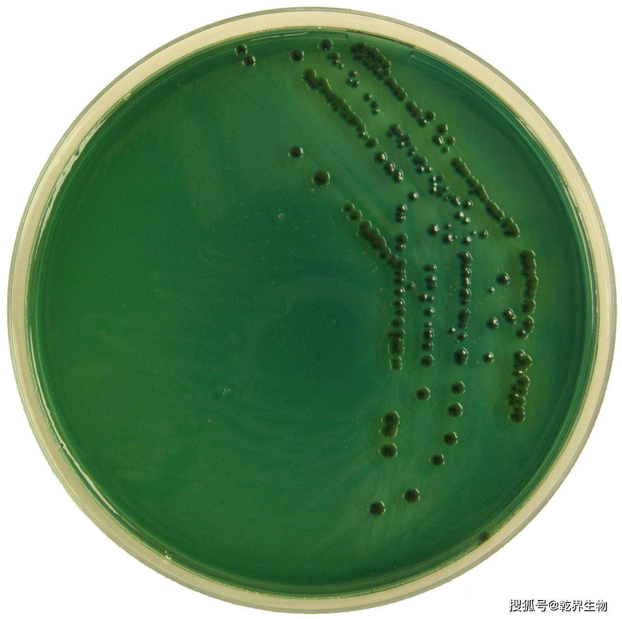 绿弧菌对虾的影响