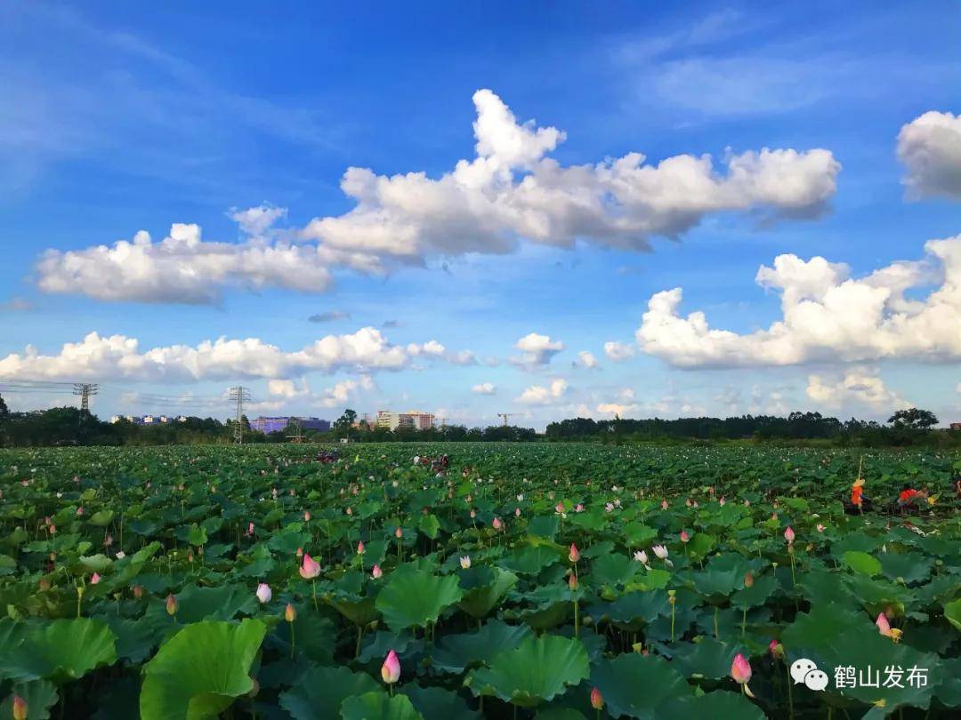 荷田鹭影,兴尽晚回舟…古劳水乡荷花世界,今夏必须来打卡!
