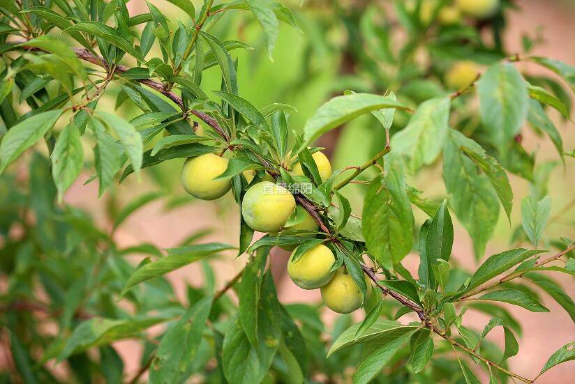 游仙:嘎嘣脆,千亩李园喜获丰收